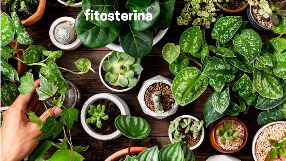 fitosterina