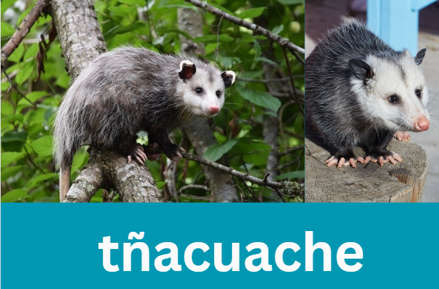 tñacuache