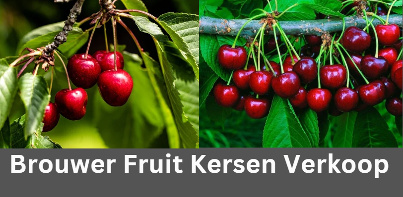 Brouwer Fruit Kersen Verkoop