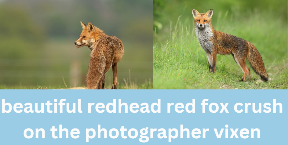 beautiful redhead red fox crush on the photographer vixen