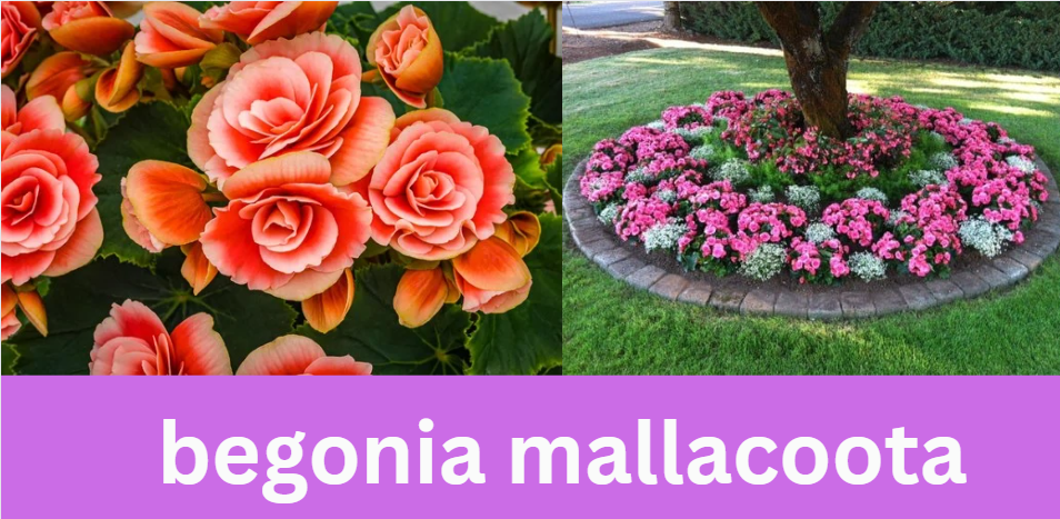 begonia mallacoota